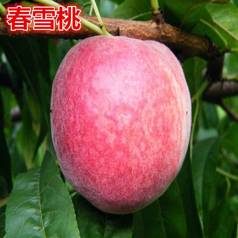 春雪桃树苗 桃树苗 嫁接桃树苗 果树苗 当年结果南北方种植桃树苗