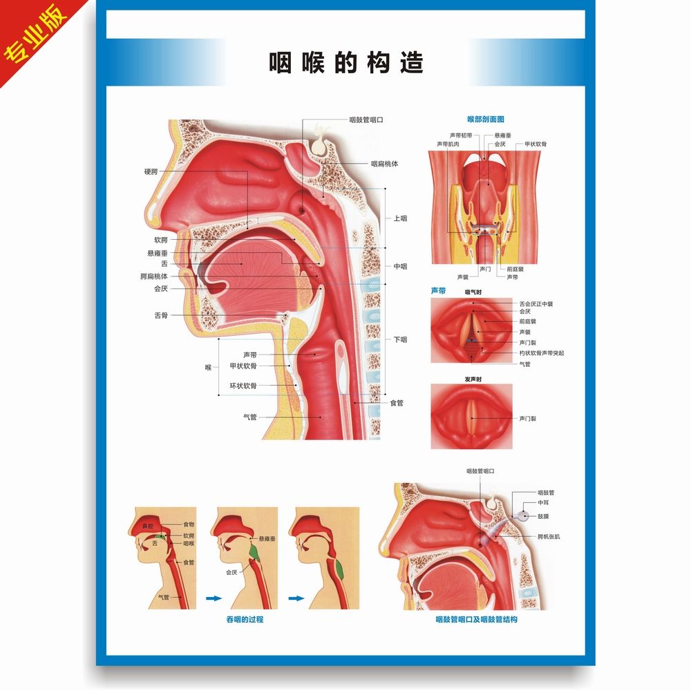 咽喉的构造图咽喉解剖图咽喉结构图喉科挂图医院科室海报挂图