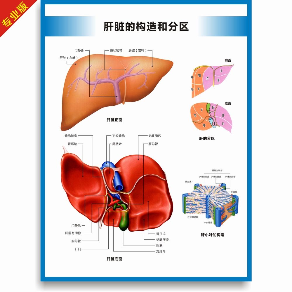 肝的构造和分区示意图肝结构图肝构造图肝解剖图医学挂图