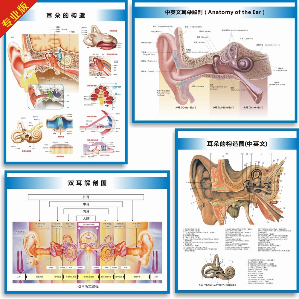 雙耳解剖圖耳朵的構造圖耳部結構圖聽力損失分級中英文醫學掛圖
