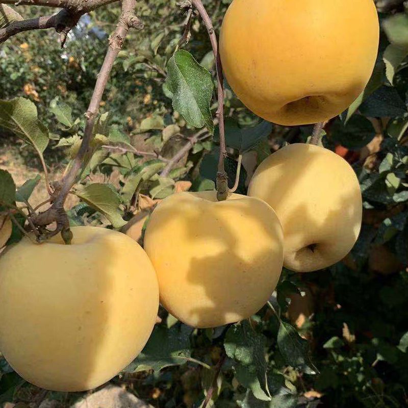 山东烟台黄金奶油富士新鲜苹果3/5/10斤装孕妇幼童脆甜冰糖心丑果