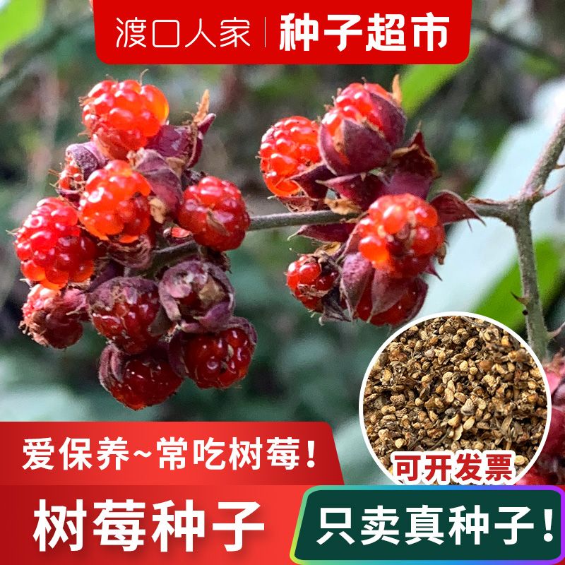 红树莓种子野生黄树梅山莓南方北方水果种籽黑悬钩子掌叶覆盆子籽【2