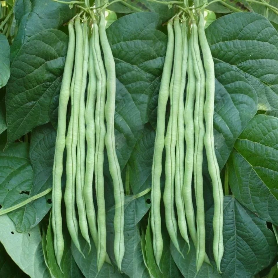 现摘无筋豆角四季豆新鲜应季蔬菜批发