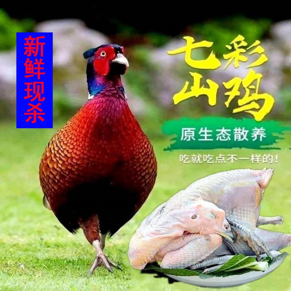 七彩山鸡现杀白条鸡农家散养老母鸡公鸡月子鸡非活鸡