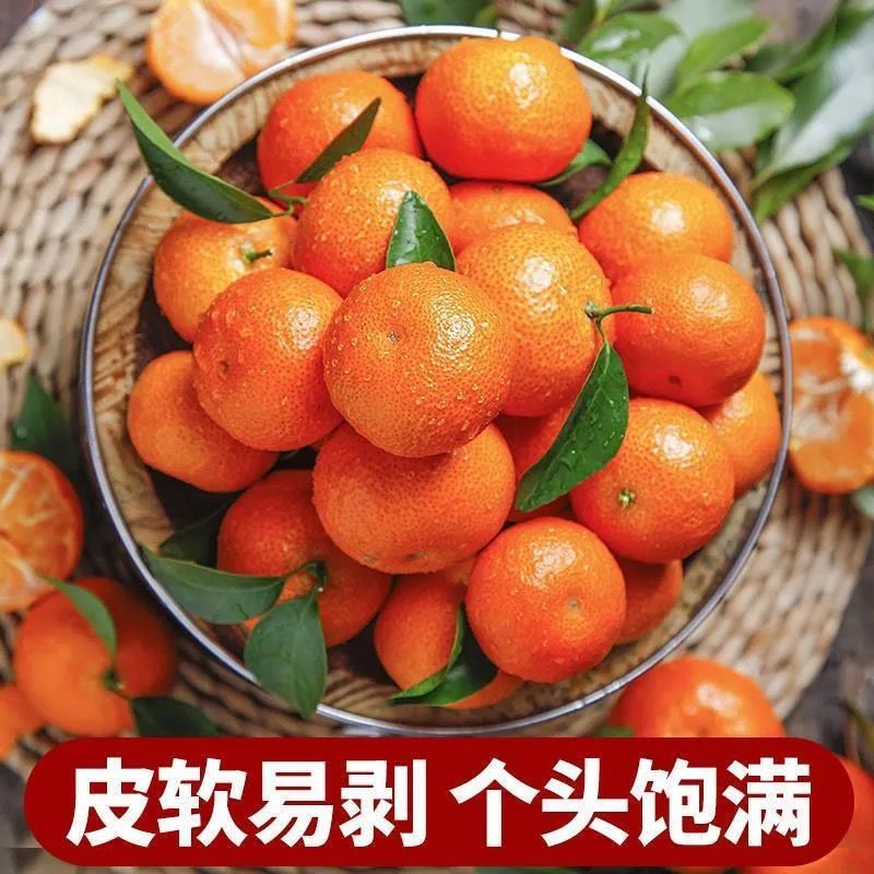 105960-正宗广西沙糖桔水果薄皮2/10斤桔子砂糖橘小橘子新鲜甜柑橘砂糖桔-详情图