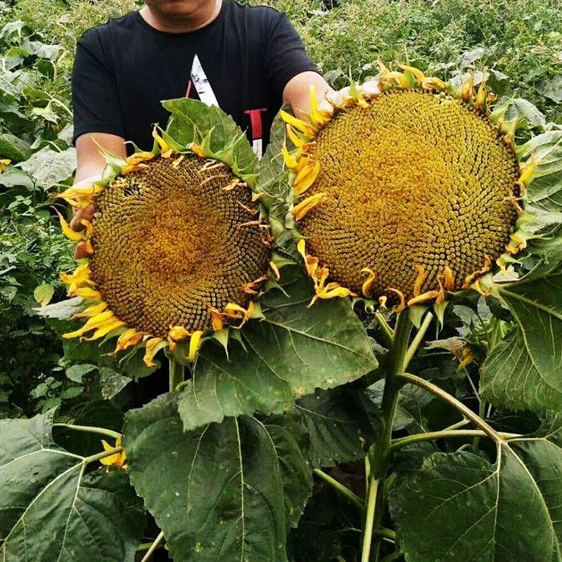 食用向日葵种子种孑葵花板葵四季盆栽观赏特大种籽四季开花葵花籽