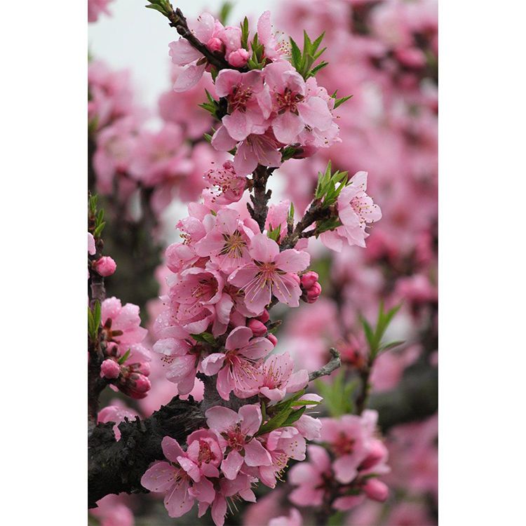 桃花海报定做田园风光贴画桃花迎春图自然风景挂画