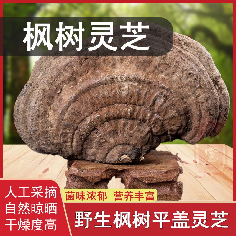 野生灵芝正宗天然深山枫树平盖灵芝树舌可切灵芝片泡茶煲汤泡酒料