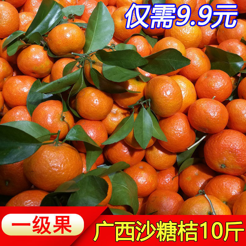 105960-正宗广西沙糖桔水果薄皮2/10斤桔子砂糖橘小橘子新鲜甜柑橘砂糖桔-详情图