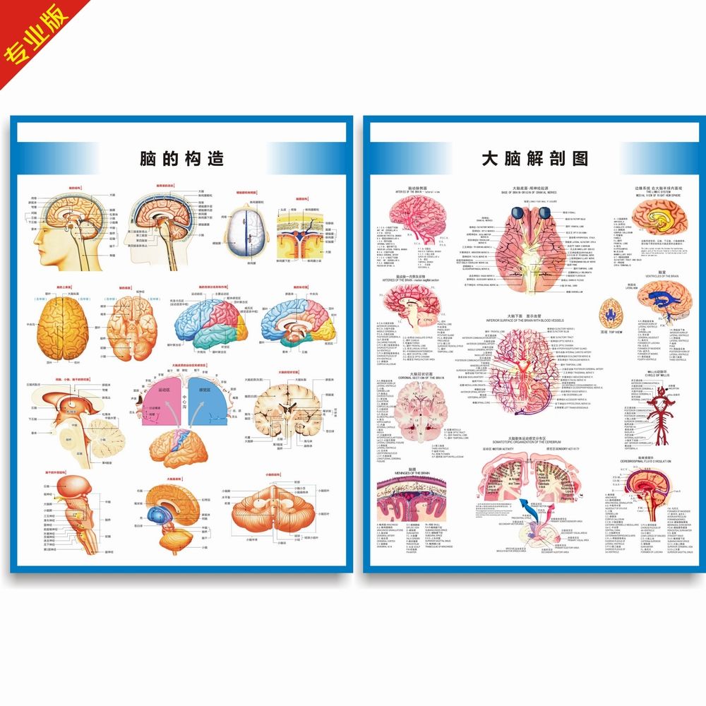 大脑解剖图脑的构造图脑的结构大脑结构图脑部构造图医院医学挂图