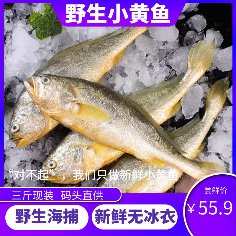 正宗舟山特产东海新鲜野生液氮小黄鱼3斤装鲜活黄花鱼批发包邮