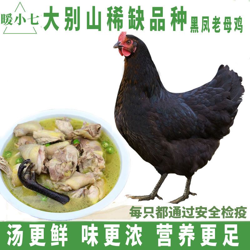 暖小七大别山黑脚老母鸡黑凤鸡土鸡农家散养走地鸡现杀带鸡胗鸡蛋