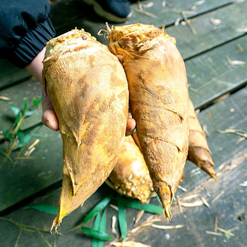 新鲜冬笋野生现挖竹笋高山黄泥笋毛竹笋鲜春笋新鲜蔬菜农产品现货