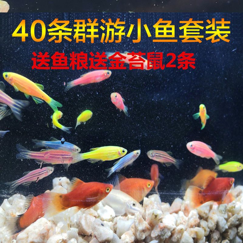 【42条】小型米奇鱼活体胎生鱼斑马鱼淡水金苔鼠白云金丝鱼观赏鱼