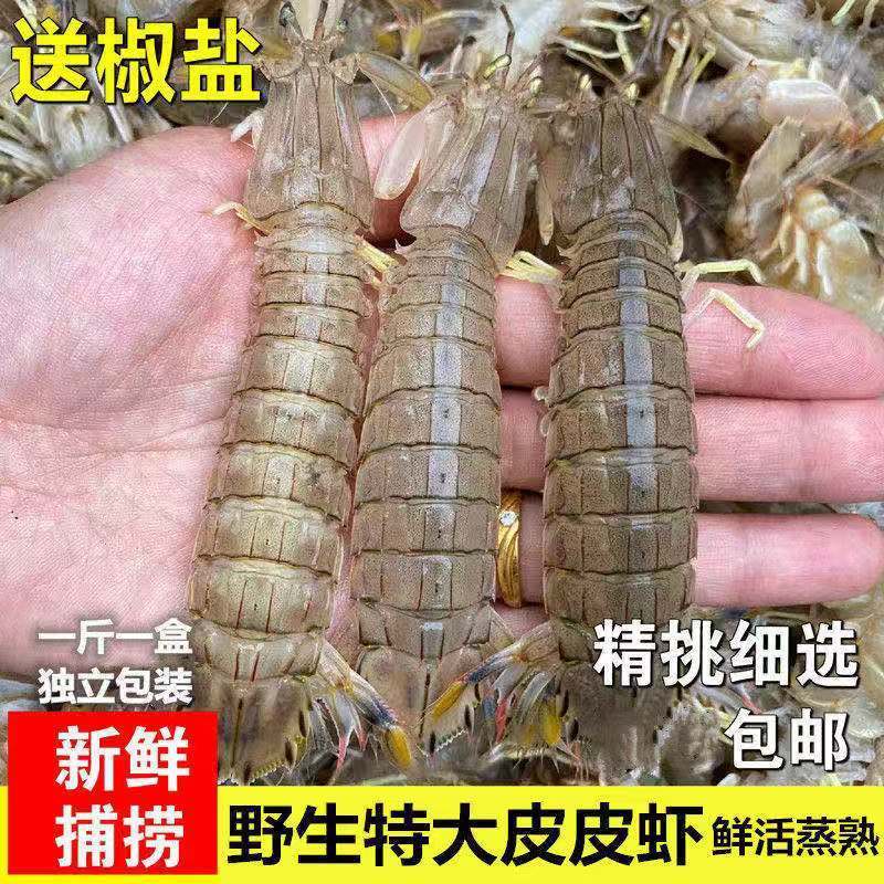 超肥超大皮皮虾带黄野生熟冻皮皮虾海鲜鲜活虾婆虾姑火锅食材虾爬