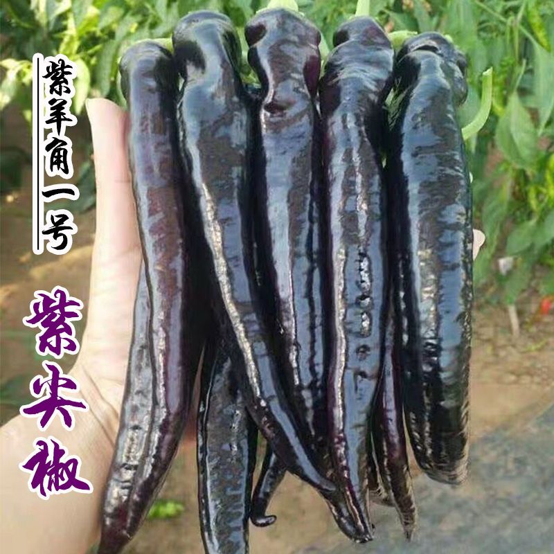 紫羊角尖椒辣椒种子特色香辣紫色羊角椒尖椒种子高产四季播蔬菜种