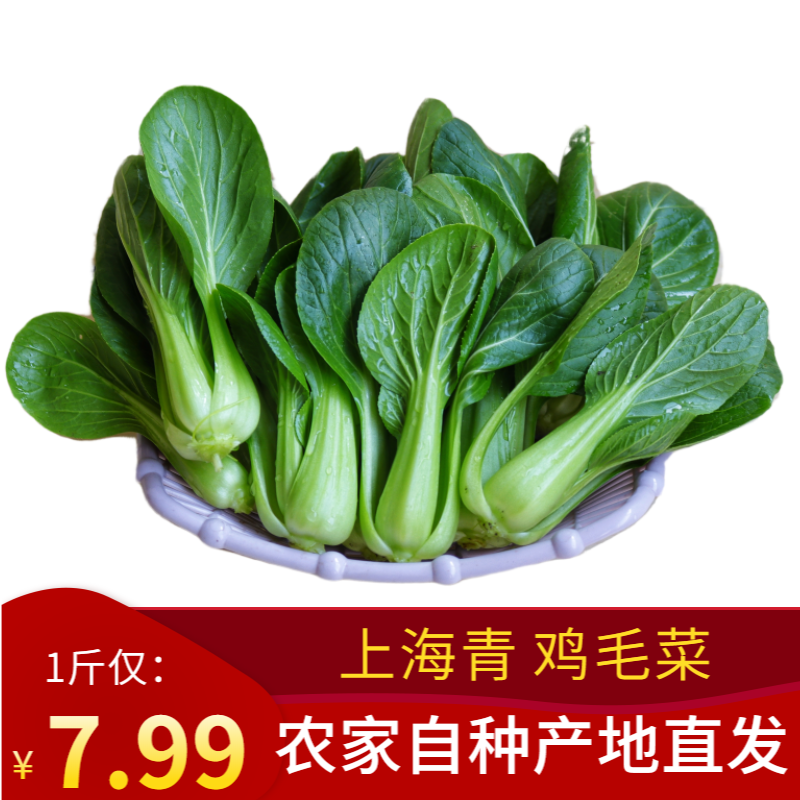 新鲜蔬菜霜冻青菜新鲜青菜上海青小白菜苏州青小青菜批发现摘现发