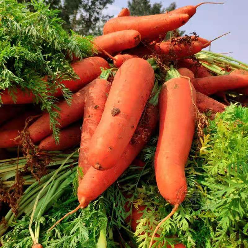胡萝卜种孑种子高产水果萝卜种籽胡萝卜春季秋季四季蔬菜高产菜籽