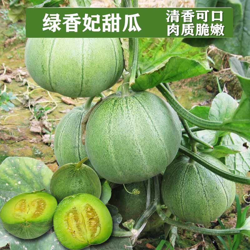 羊角蜜甜瓜种子四季绿宝石香瓜种子绿宝甜瓜瓜果种子春季四季超甜