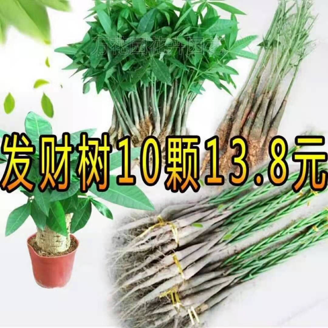 发财树 发财树小苗发财树辫子发财树办公室客厅盆栽(送生根粉)