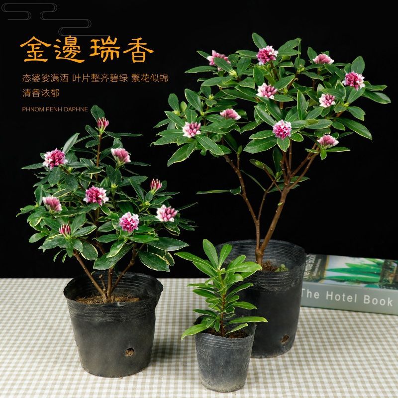 室内绿植大型耐寒 115e87e6-0707-4409-b289-bb7cb90be2fc.jpeg.a.jpeg