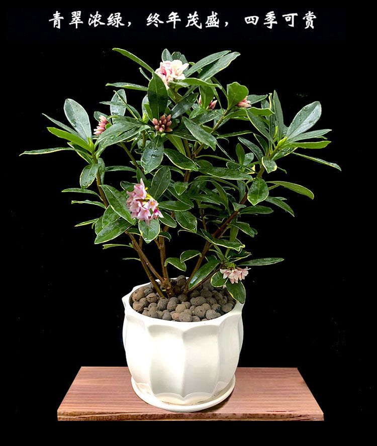 室内绿植大型耐寒 126c49a6-dfef-460c-870a-2116d792b650.jpeg.a.jpeg