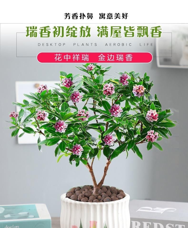 室内绿植大型耐寒 998964d4-622e-4399-8a54-6d1354df817c.jpeg.a.jpeg