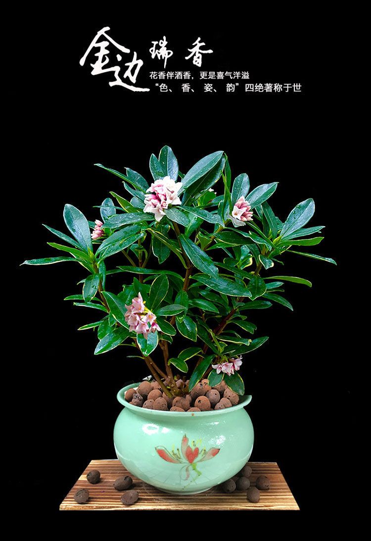 室内绿植大型耐寒 ef8cd08f-1ccf-4bc3-a621-cf7fcb51cdc1.jpeg.a.jpeg