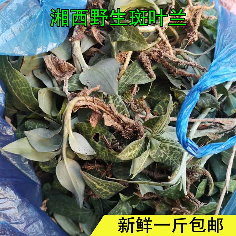 湘西草药斑叶兰中药材小叶青银线莲现挖全草带根班叶蓝新鲜包邮【3月
