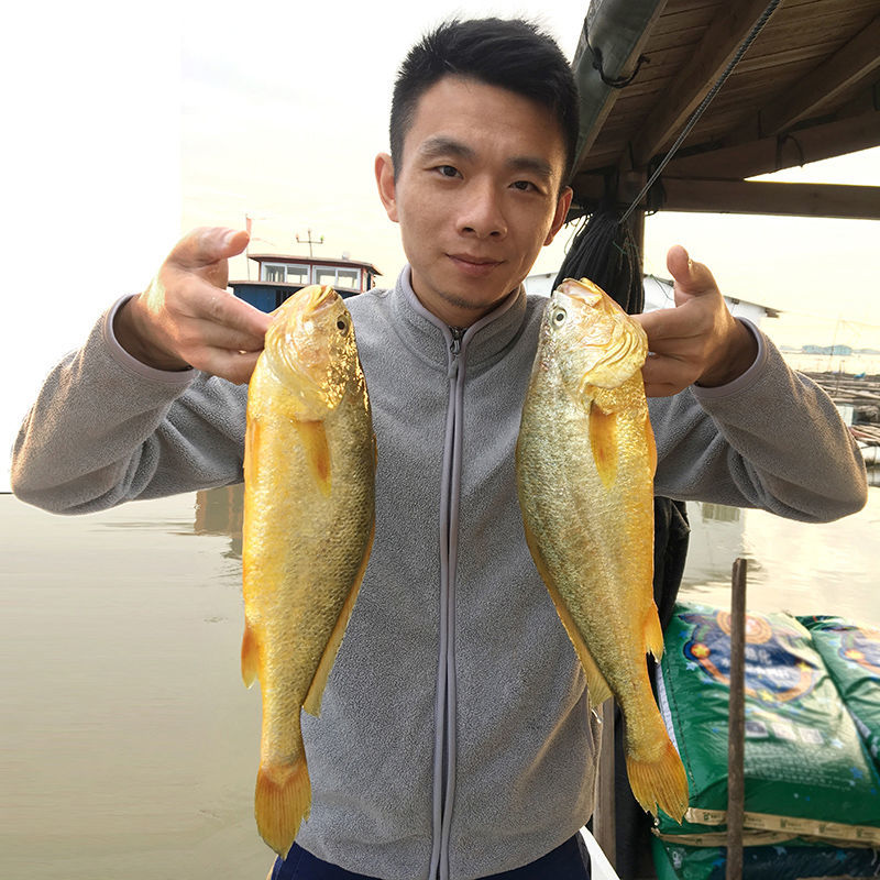 东海特大黄花鱼新鲜海鲜野生鲜鱼类水产鲜活海鱼大黄鱼冷冻鱼