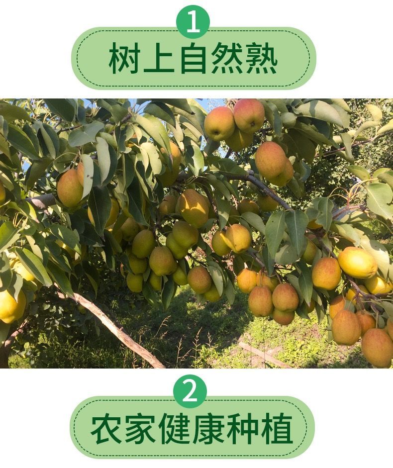 源自香梨新疆梨子脆甜皮薄3/5/10斤红香酥梨新鲜水果酥梨