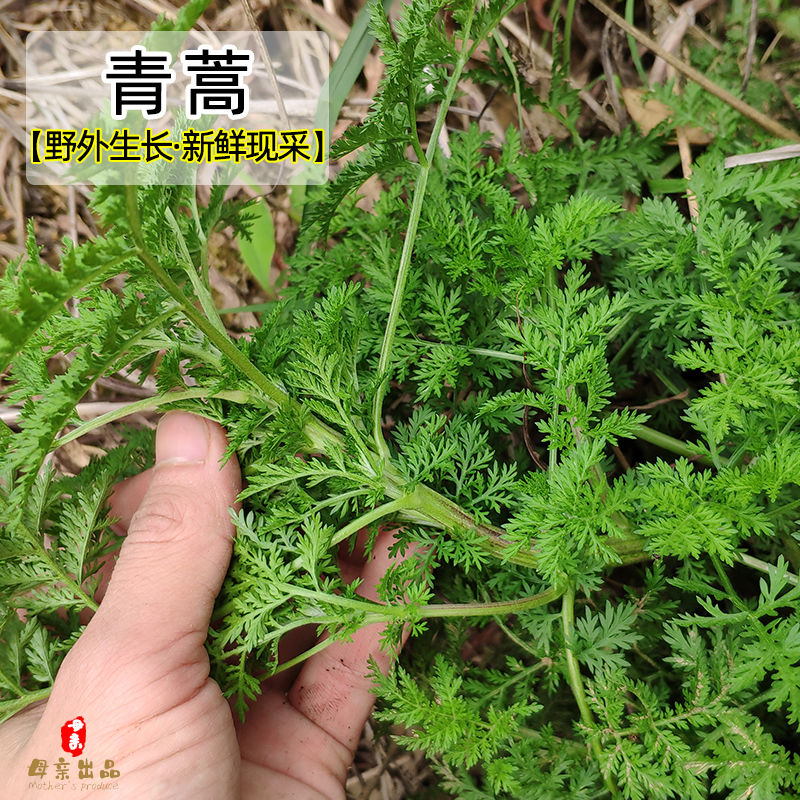 青蒿新鲜野生整颗发货500g包邮黄花蒿 黄蒿 苦蒿 臭蒿 嫩苗全草