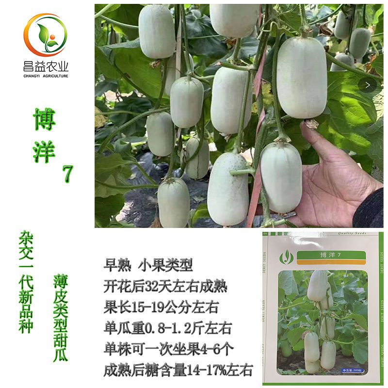 德瑞特博洋7甜瓜种籽孑薄皮小果酥脆类型香瓜种子糖度高甜瓜种子