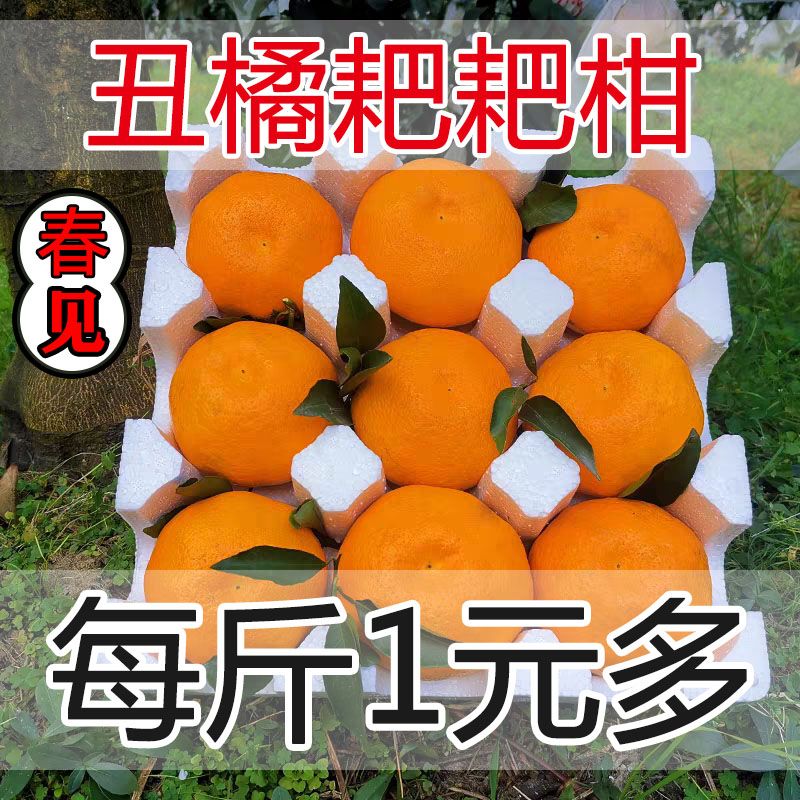 四川春见耙耙柑桔子10斤新鲜柑橘应当季水果丑蜜橘子大果包邮整箱