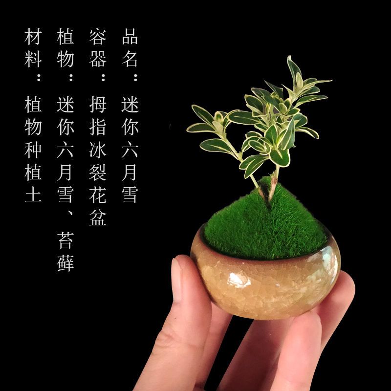 组合盆栽创意迷你六月雪文竹罗汉松鸭脚木室内办公桌摆好养微绿植 虎窝拼
