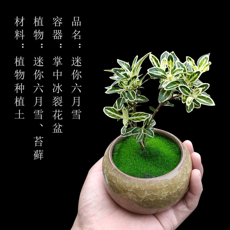 组合盆栽创意迷你六月雪文竹罗汉松鸭脚木室内办公桌摆好养微绿植 虎窝拼
