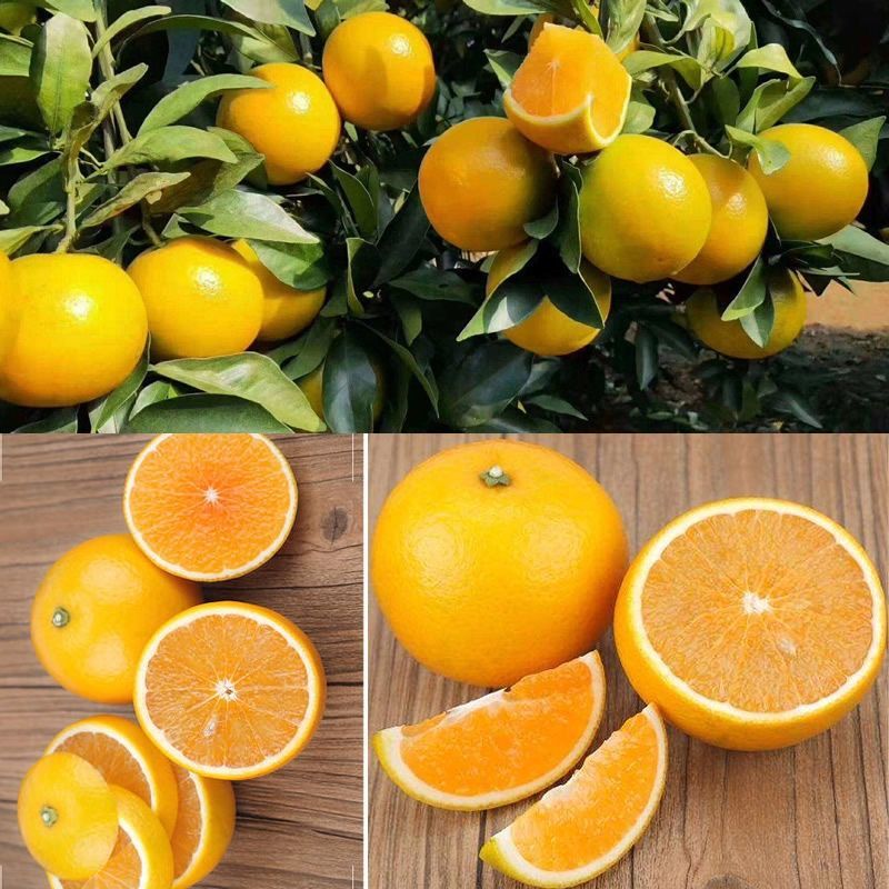 正宗广西红江橙橙子薄皮当季水果新鲜甜应季水果3斤装果园直售