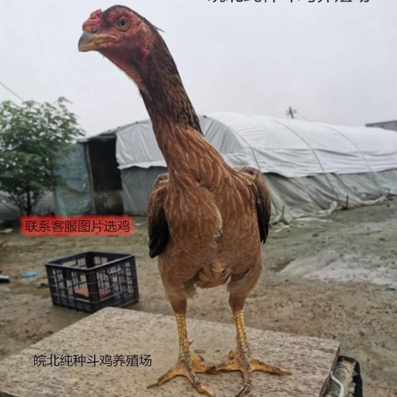 纯种皖北斗鸡中原斗鸡鬼子斗鸡等母鸡种鸡【3月14日发完】