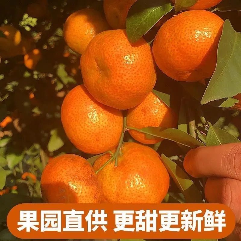 106129-【超低价】正宗广西沙糖桔超甜3-10斤砂糖橘新鲜橘子水果桔子沃柑-详情图