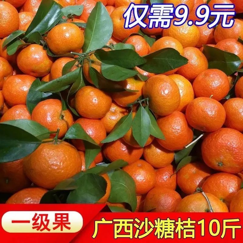 106129-【超低价】正宗广西沙糖桔超甜3-10斤砂糖橘新鲜橘子水果桔子沃柑-详情图
