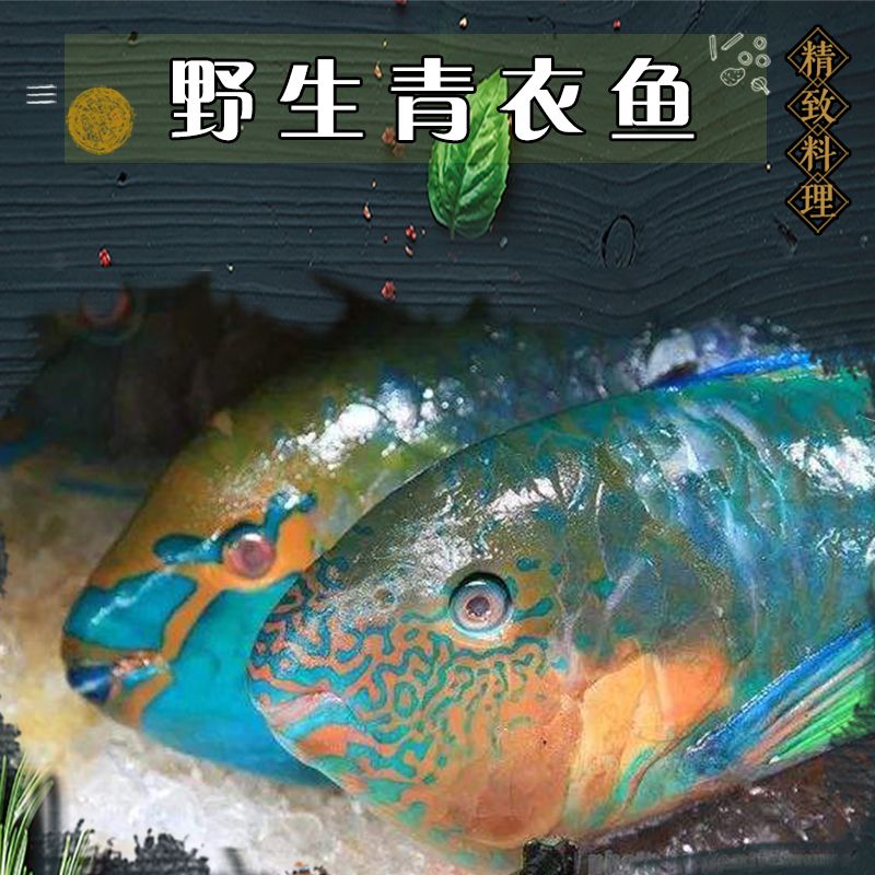西沙群岛野生青衣鱼深海鱼新鲜鱼南海鹦嘴鱼新鲜鹦歌鱼海鲜水产【3月4