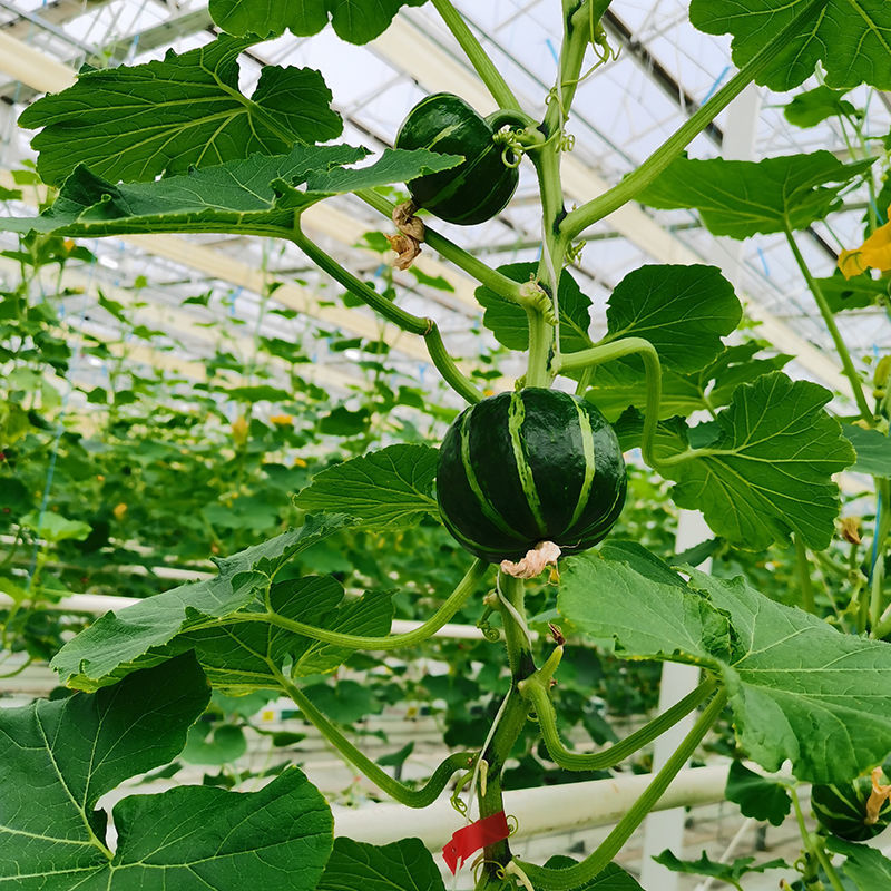 【绿行者】正宗贝贝南瓜5斤新鲜蔬菜软糯香甜宝宝婴儿辅食小南瓜