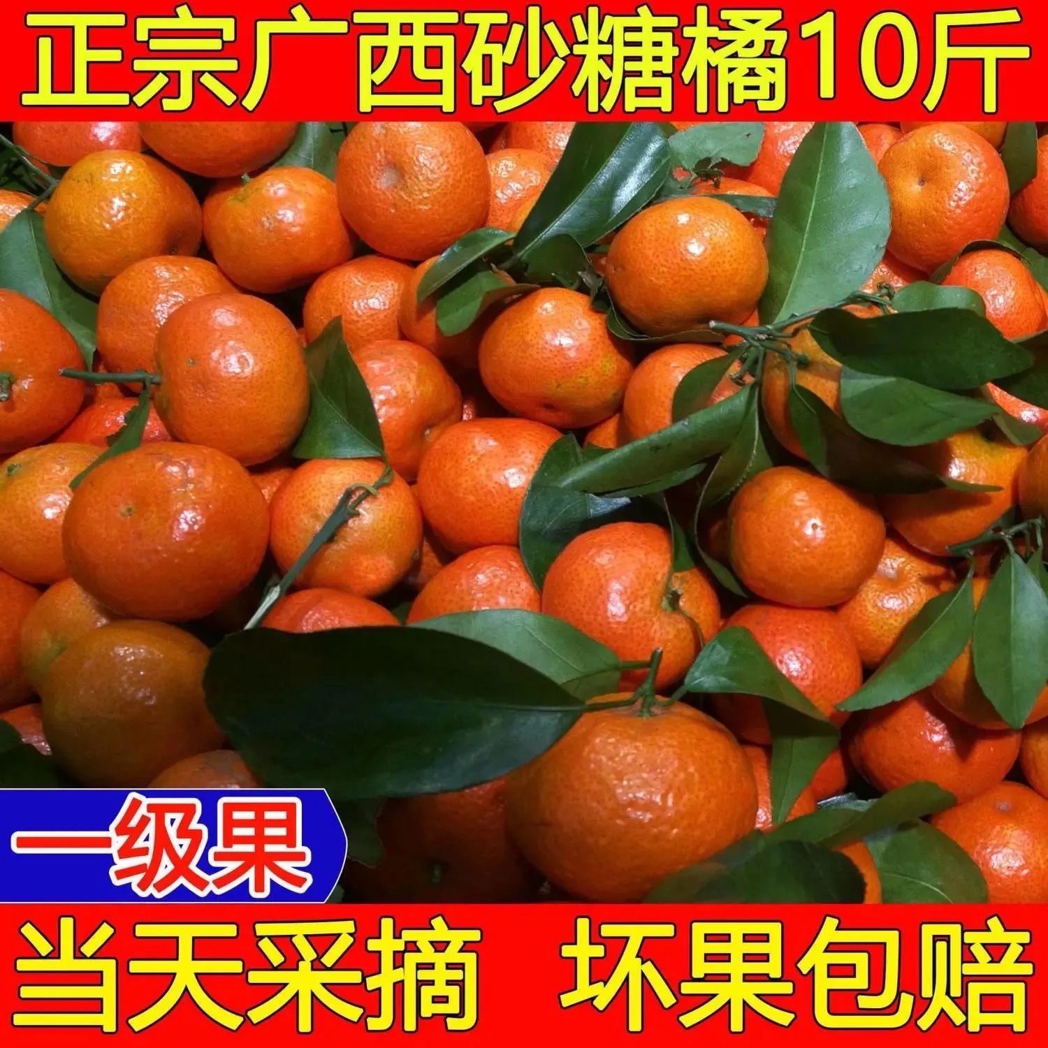 106129-【超低价】正宗广西沙糖桔超甜3-10斤砂糖橘新鲜橘子水果桔子沃柑-详情图