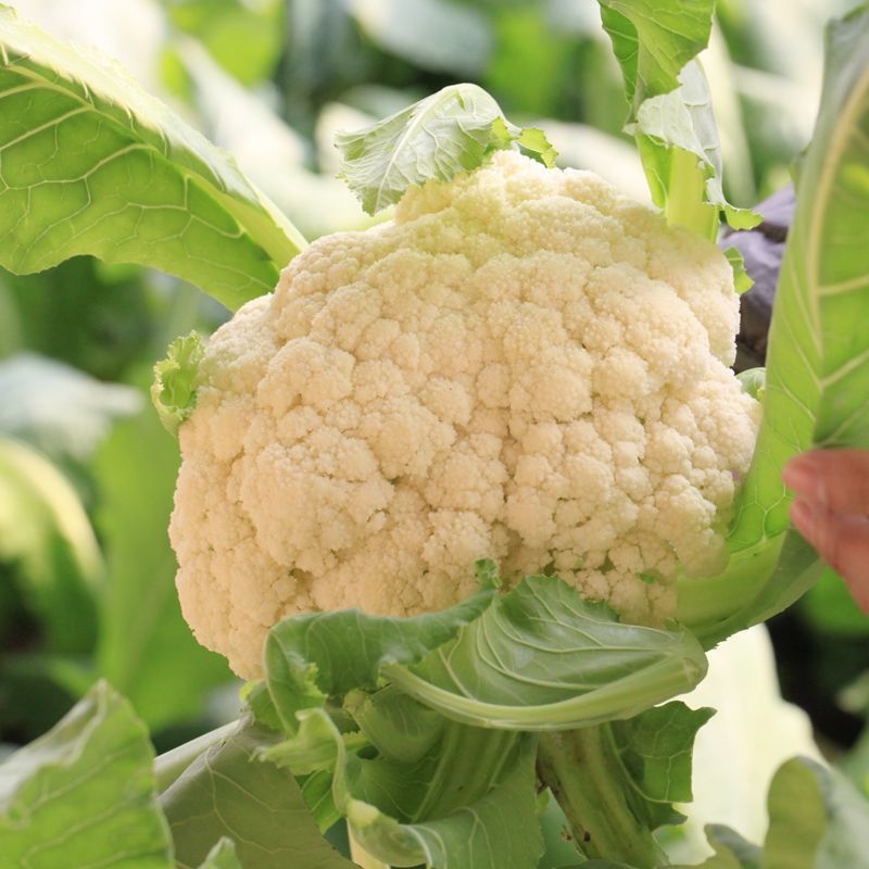 精品现摘现发新鲜有机花菜白花菜特价绿色菜花西兰花散花蔬菜批发 虎窝拼