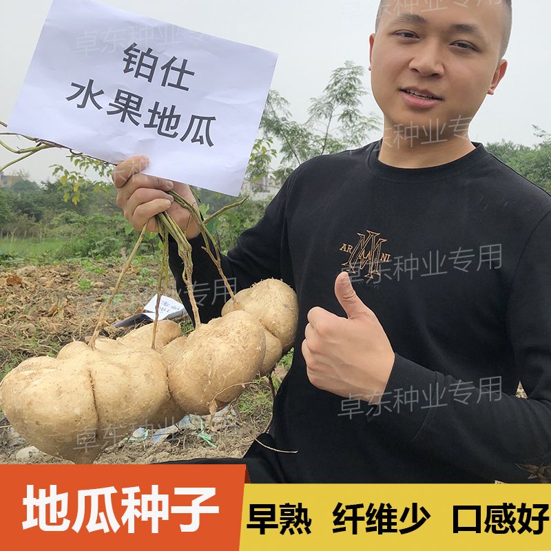 牧马山地瓜凉茹种子凉薯白番薯沙葛土瓜四川水果地瓜高产春秋四季