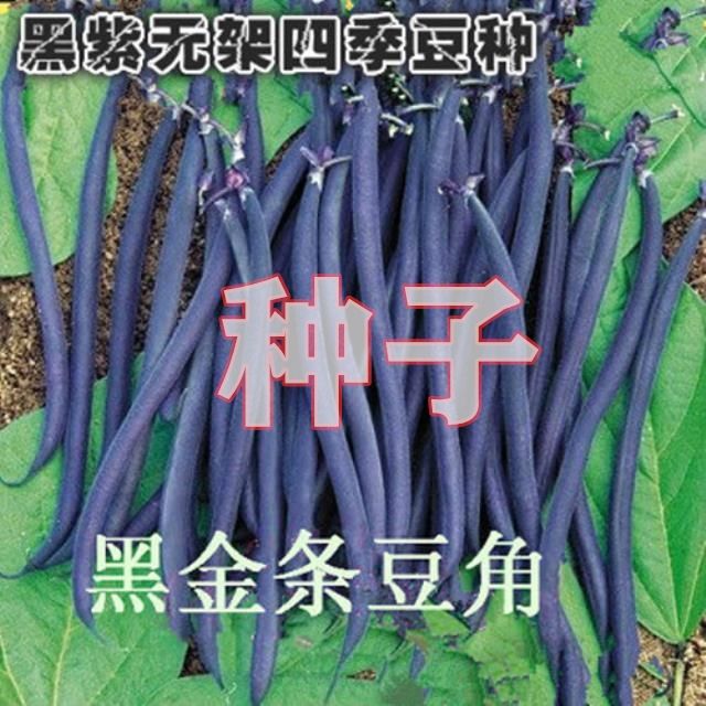 无架四季豆种子黑地豆无架型黑紫菜豆种豆角种豇豆高产早熟抗病虫