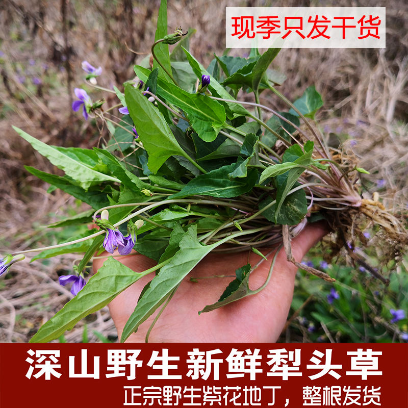 犁头草新鲜野生干货500g现挖紫花地丁材犁嘴草心叶堇菜玉铧头草