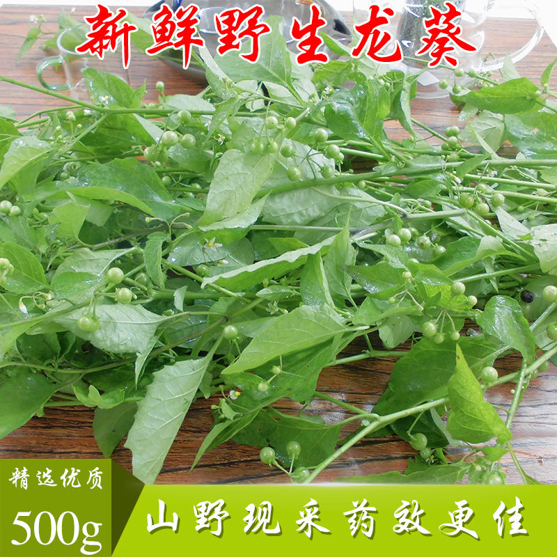 新鲜龙葵中药材菜籽野生龙葵果凉茶中草药苦葵乌籽乌甜菜500g包邮