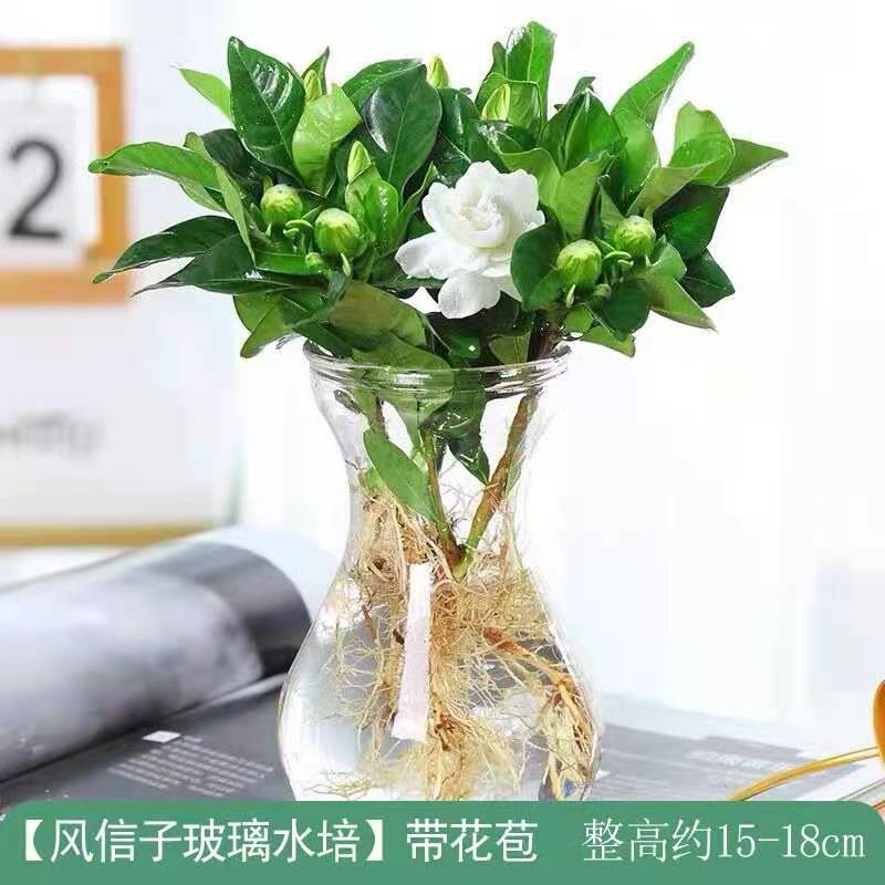 大盆栀子花水培花卉植物室内花阳台绿植盆栽好四季好养开花植物 虎窝拼