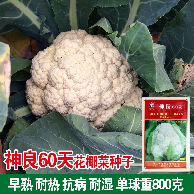 神良60天花椰菜种子松花菜种籽白花菜70天青梗松花菜大田基地种孑 虎窝拼